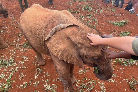 Excursão ao Parque Nacional de Nairobi, Bebê Elefante e Girafa