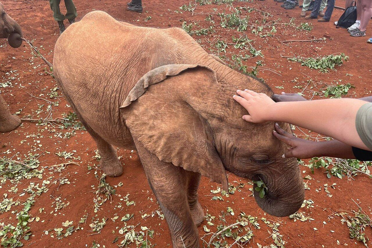 Parc national de Nairobi, visite du centre pour bébés éléphants et girafes