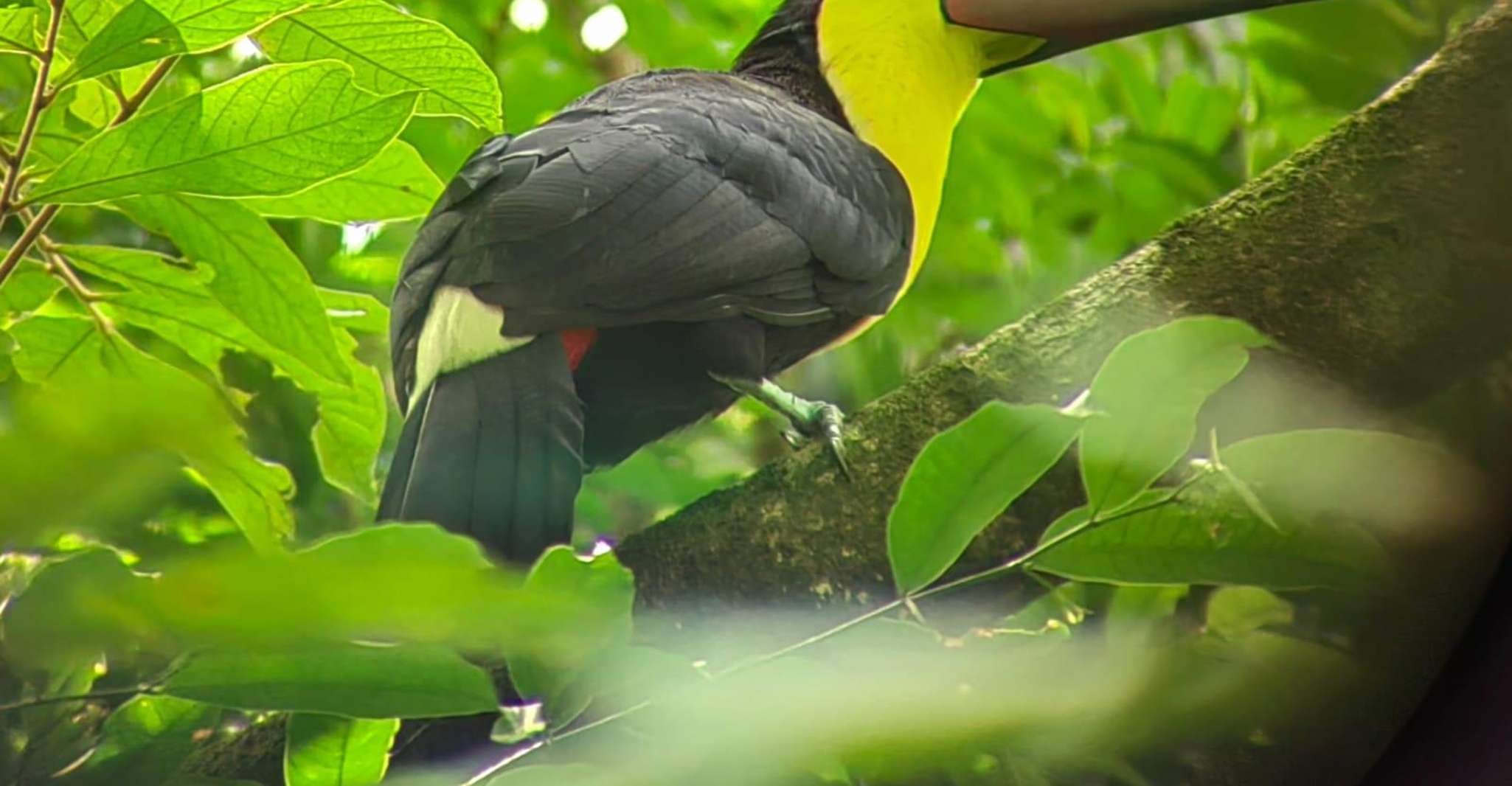 Monkey Mangrove Tour exiting and educative tour - Housity