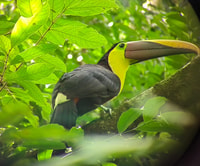 Monkey Mangrove Tour exiting and educative tour - Housity