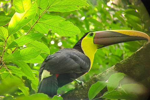 From San José To Manuel Antonio national Park Guided tour