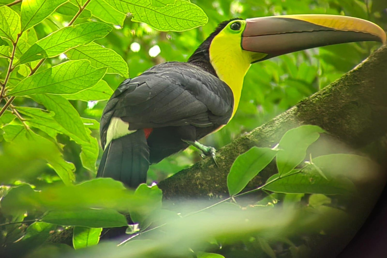 De San José au parc national Manuel Antonio visite guidée