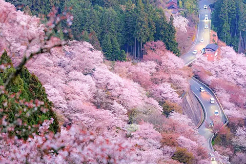 A Thousand Blossoms & Deer: Nara Spring Day Tour