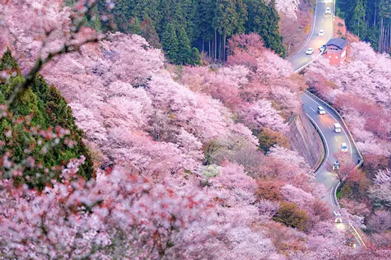 A Thousand Blossoms & Deer: Nara Spring Day Tour