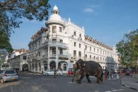 From Colombo/Negombo: Kandy ,Pinnawala ,Tea Factory Day Tour