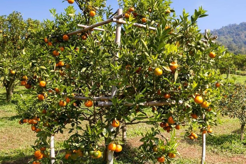 ZANZIBAR: Kamienne Miasto, farma przypraw i restauracja The RockWYCIECZKA PRYWATNA Z TRANSPORTEM