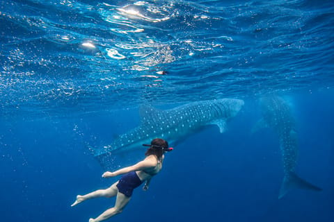 Cebu: Whale Shark Swim, Aguinid Canyoneering & Simala Shrine - Image 2