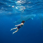 Cebu: Whale Shark Swim, Aguinid Canyoneering & Simala Shrine