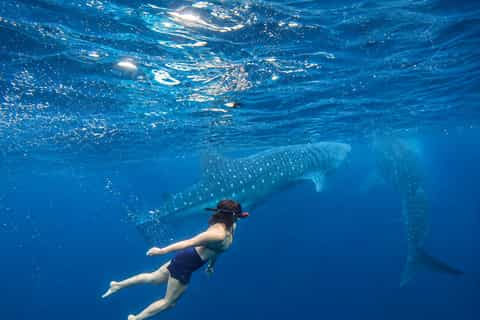 Cebu: Whale Shark Swim, Aguinid Canyoneering & Simala Shrine - Image 3