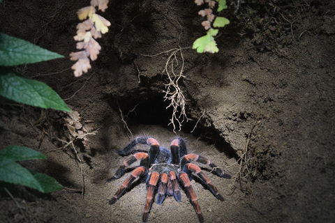 Monteverde: Night Walk at Finca Lantana by the Owners