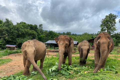 Chiang Mai: Santuario del Proyecto Sueño del Elefante - Día completo