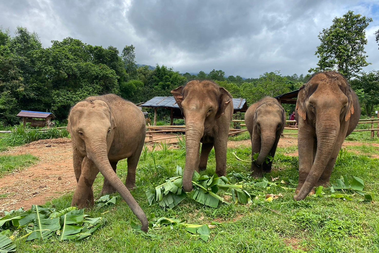 Chiang Mai: Santuario del Proyecto Sueño del Elefante - Día completo