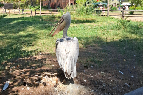 Tirana/Durres/Golem: Karavasta Lagoon Day Tour & Boat Trip!