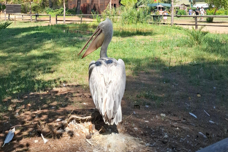 Tirana/Durres/Golem: Karavasta Lagoon Day Tour & Boat Trip!