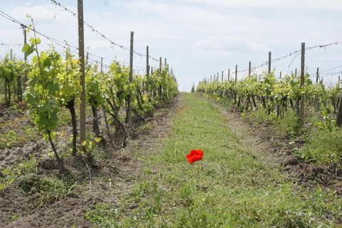 From Plovdiv: Wine Workshop with Blending and Tasting
