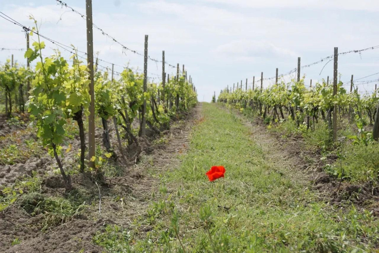 From Plovdiv: Wine Workshop with Blending and Tasting