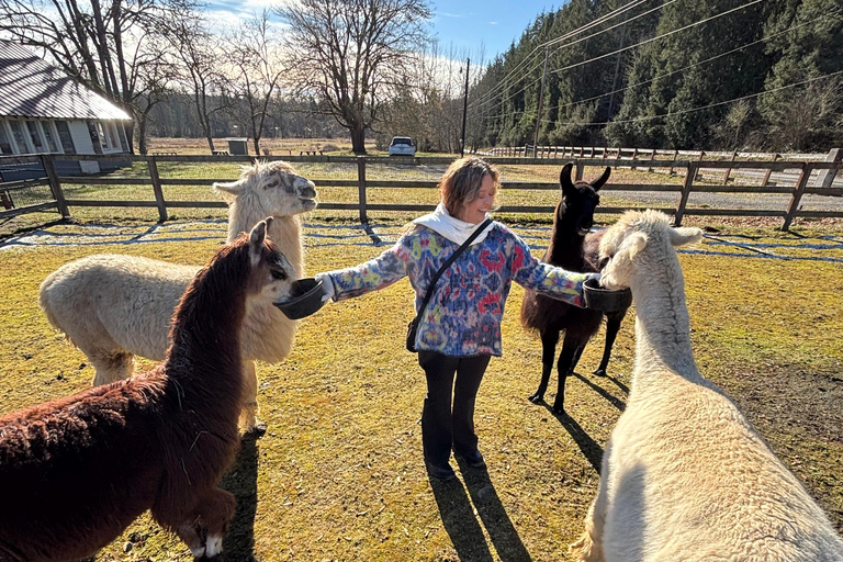 Roy, Washington : randonnée avec des lamas et rencontre avec des alpagas
