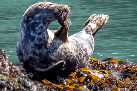 Dublin: Dublin Bay and Ireland&#039;s Eye Boat Tour