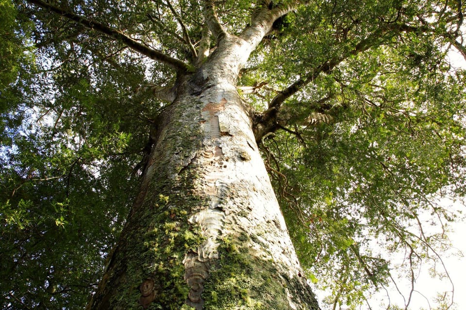 Kawiti Glow Worm Cave Tour Och Opua Kauri Forest Walk GetYourGuide