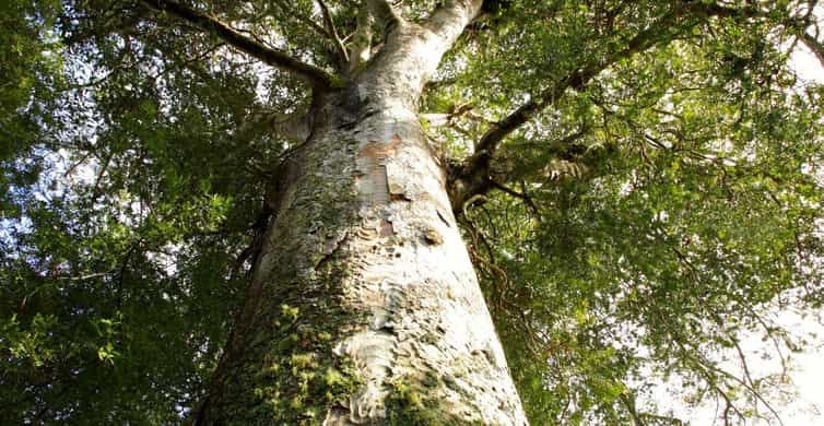 Colagem de mídia