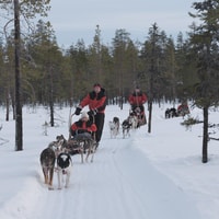 Levi Polar Lights Tours, Path of the Gnome Husky Safari 15km - Housity