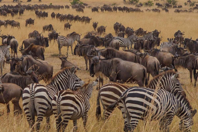 6-dniowe safari w Tarangire, Serengeti i kraterze Ngorongoro