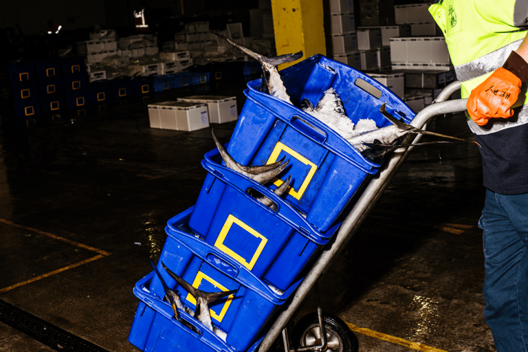Sydney Fish Market Behind the Scenes Tour
