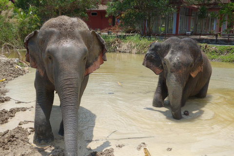 Phuket: Reserva de elefantes Freedom - Paseo por la naturaleza etéreaPhuket: Tour por la reserva natural Freedom Elephant Reserve con paseo y alimentación de elefantes