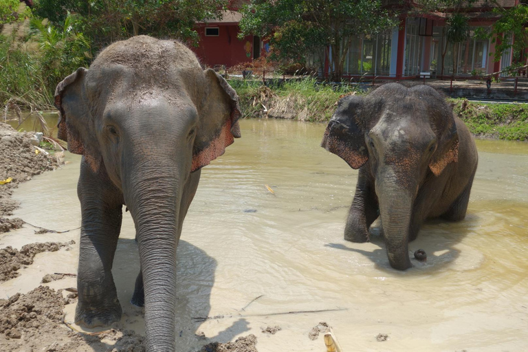 Phuket: Reserva de elefantes Freedom - Paseo por la naturaleza etéreaPhuket: Tour por la reserva natural Freedom Elephant Reserve con paseo y alimentación de elefantes