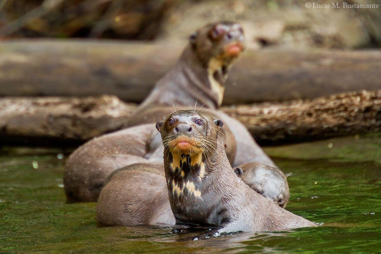 Puerto Maldonado: 4-Day Amazon Rainforest Adventure