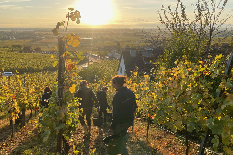 Dare to Alsace Wine with a Feminine Touch