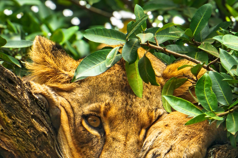 Nairobi National Park: Photography-Focused Safari