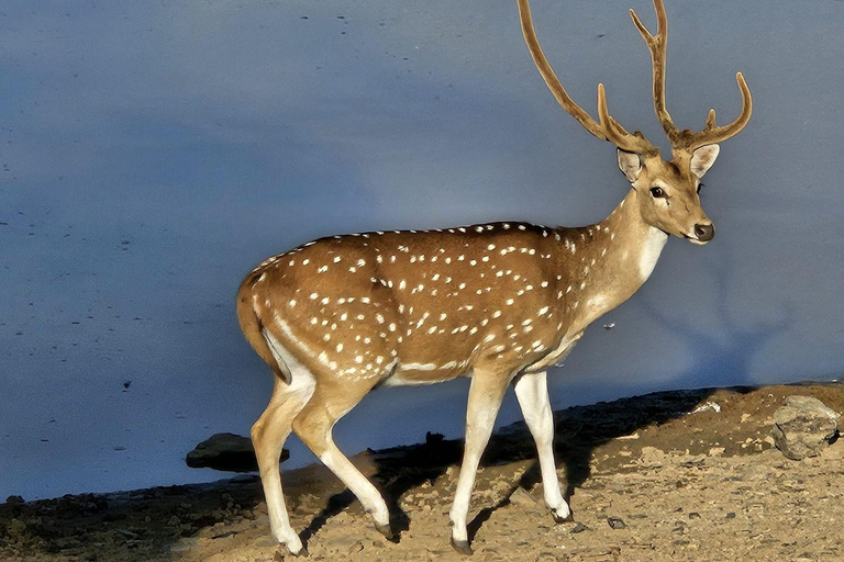 8-Day Golden Triangle Tour With Ranthambore & Jhalana Safari Tour With 3-Star Hotel Recommendation