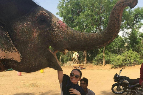 Jaipur: Hathigao Elephant Village Ride, Feeding, & Photos Riding, Feeding, Climbing And Photography with Elephant