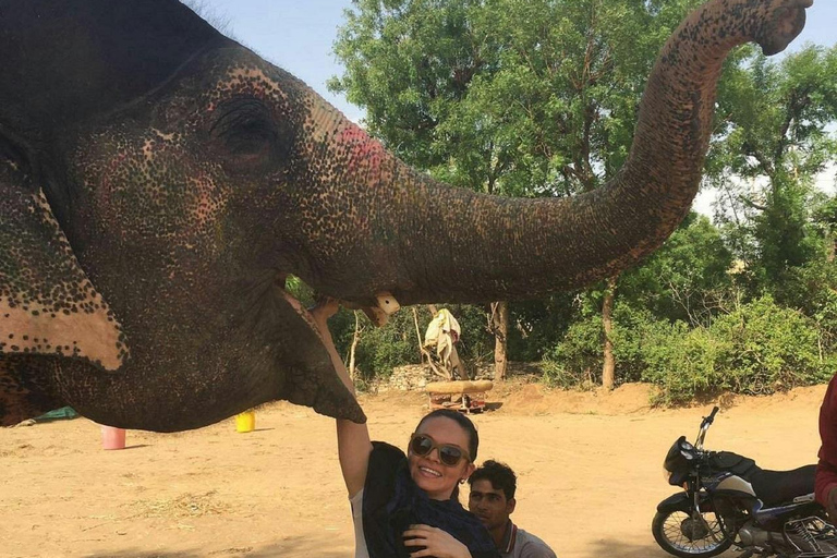 Jaipur: Hathigao Elephant Village Ride, Feeding, & Photos Riding, Feeding, Climbing And Photography with Elephant