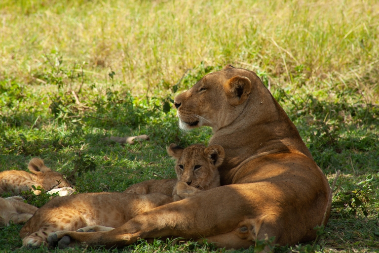 4-Day budget safari to Tarangire, Serengeti and Ngorongoro