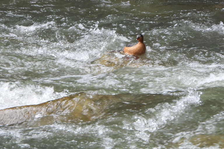 Near Papallacta: hiking in private natural reserve + lunch