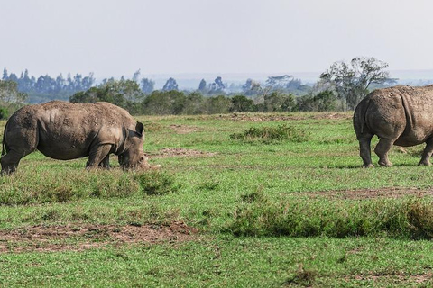 "Day Trip to Ol Pejeta: Wildlife & Picnic Lunch Adventure" olpajeta daytrip