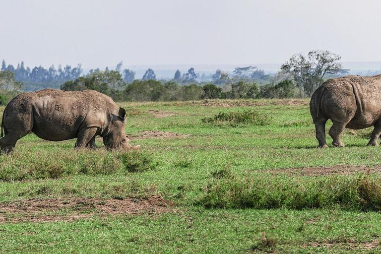 "Day Trip to Ol Pejeta: Wildlife & Picnic Lunch Adventure" olpajeta daytrip