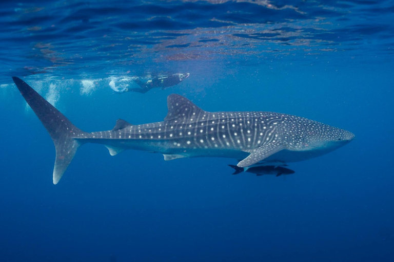 Whale Shark Snorkeling in La Paz, BCS.