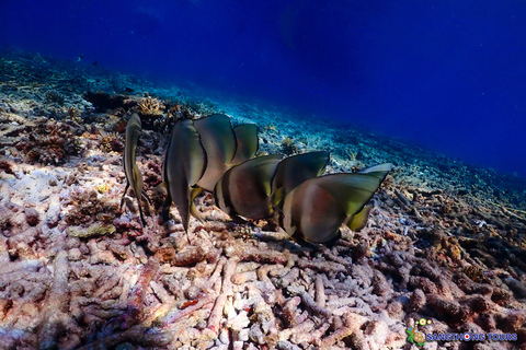 Koh Tao: Excursão de um dia com mergulho com snorkel nas ilhas e almoçoKoh Tao: Ilhas Snorkeling Destaques Day Tour &amp; Almoço