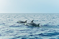 Alcudia/Can Picafort, Sunrise Dolphin-Watching Guided Cruise - Housity