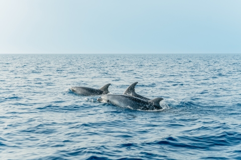 Alcudia/Can Picafort: Begeleide dolfijn-observatie cruise bij zonsopgangTour met vervoer van en naar het hotel