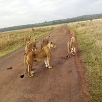 De Nairobi, 3 jours 2-Nights Maasai Mara Safari Experience - Hizvo