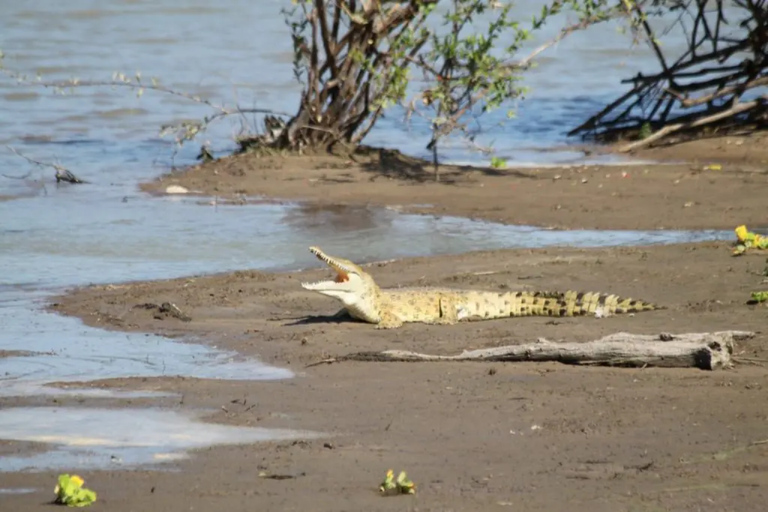 2 dagar 1 natt Selous Fly-in Safari från Zanzibar2 dagar och 1 natt Selous Fly-in Safari från Zanzibar