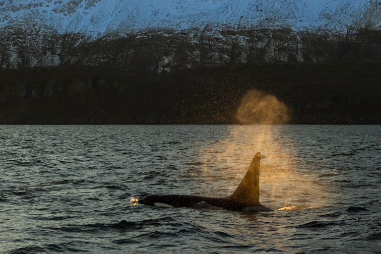 Tromsø: Orca and Whale Watching Heated Boat Trip Tromsø: Orca and Whale Watching comfort heated boat Trip