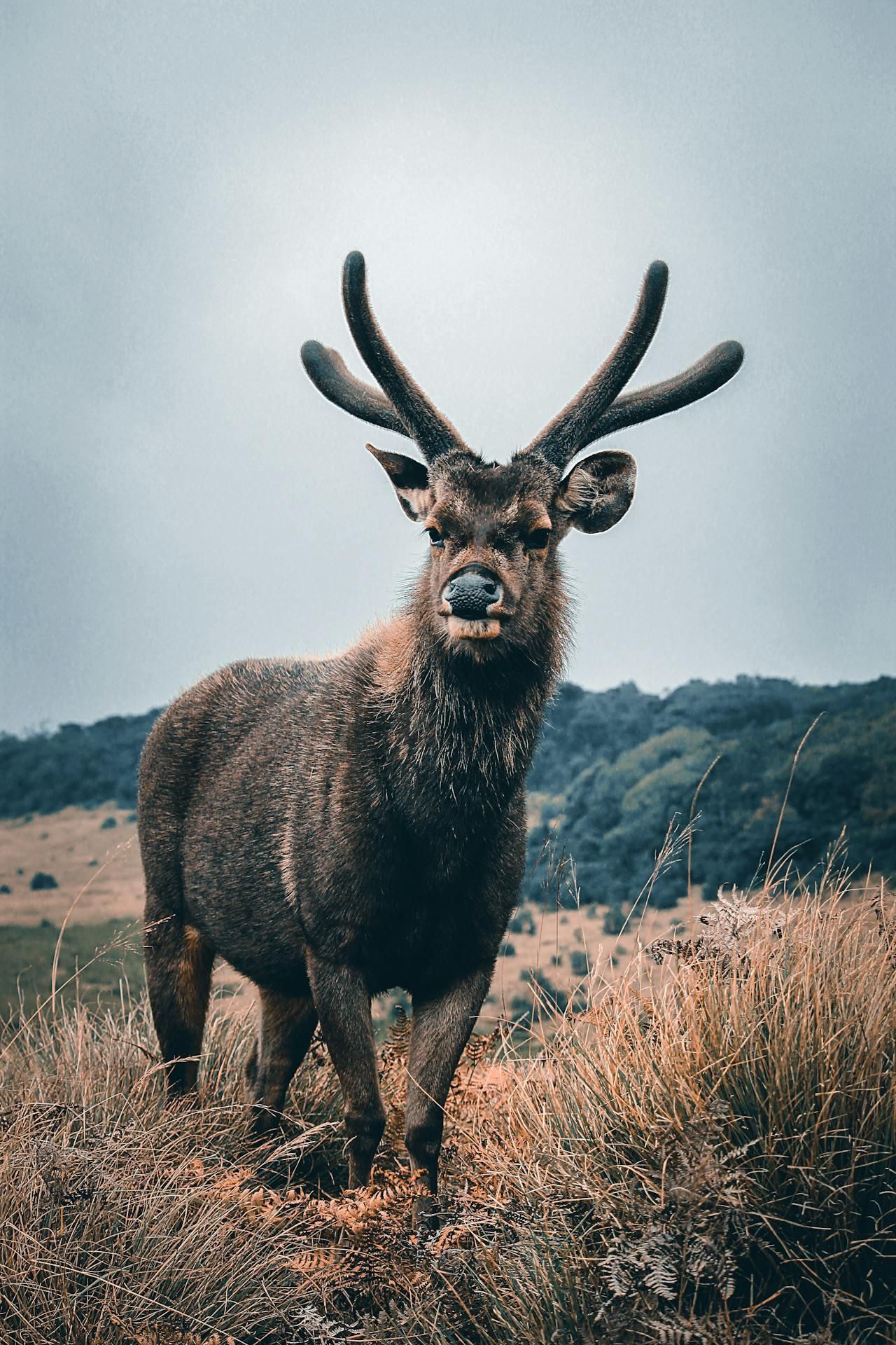 E-Ticket für den Eintritt in den Horton-Plains-Nationalpark