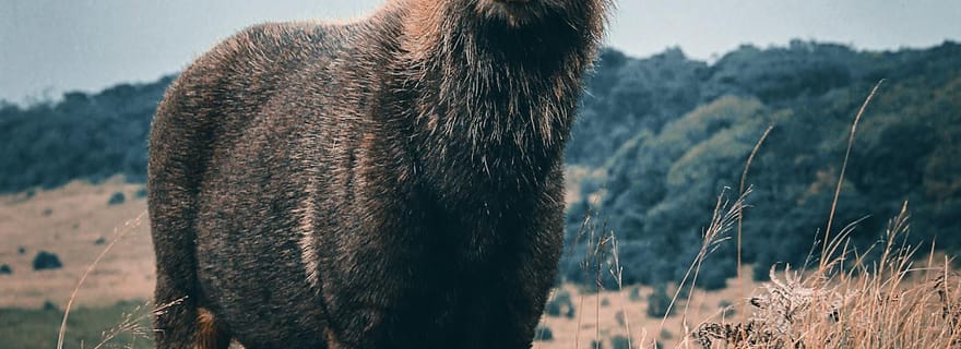 Horton Plains National Park Entry eTicket