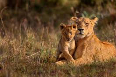 From Nairobi: Private 3-Day Masai Mara Big Five Game Drive