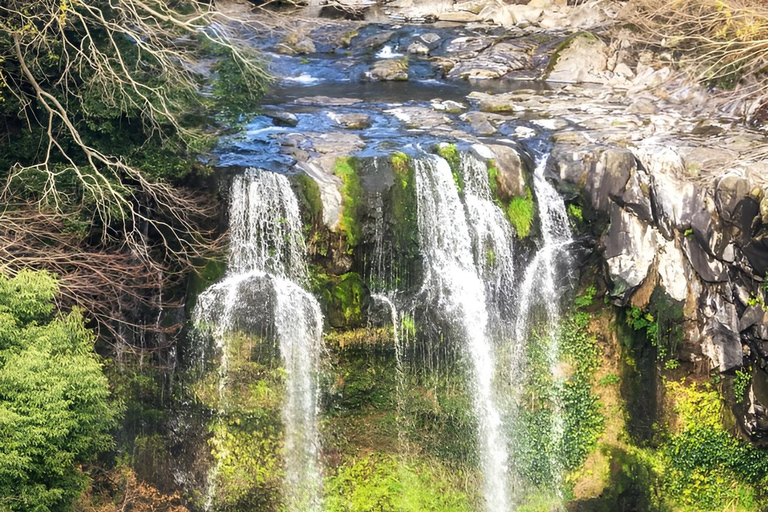 Jeju Occidental y Meridional: Excursión al Festival de la Hortensia
